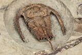 Rare, Apatokephalus Trilobite With Cephalopod & Brachiopods #209661-4